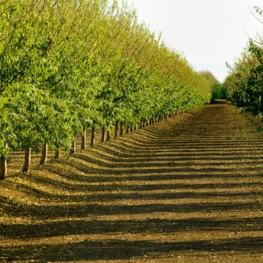 Image of an almond grove on a sunny day for an Almond firewood profile.