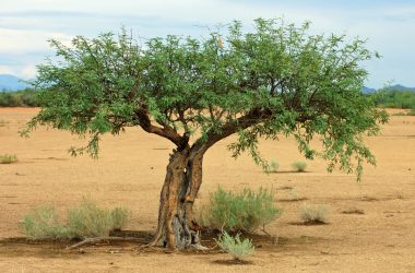 Image of a mesquite tree in the Southwestern United States for a Mesquite firewood profile.