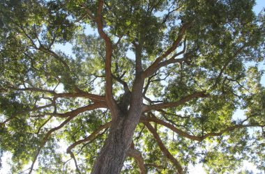 Image of the canopy of a pecan tree from the ground for a pecan firewood profile.