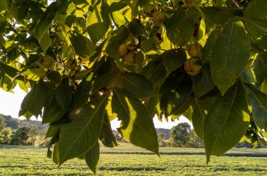 Image of the branches of a shagbark hickory tree for a shagbark hickory firewood profile.