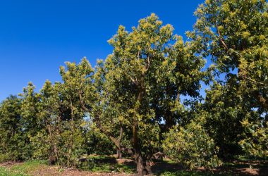 Image of a grove of avocado trees for a Avocado Firewood Profile.