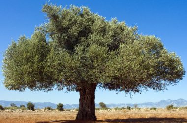 Image of an olive tree in an open field for an Olive Firewood Profile.