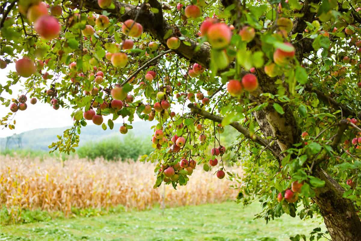 Image of an apple tree next to a cornfield.