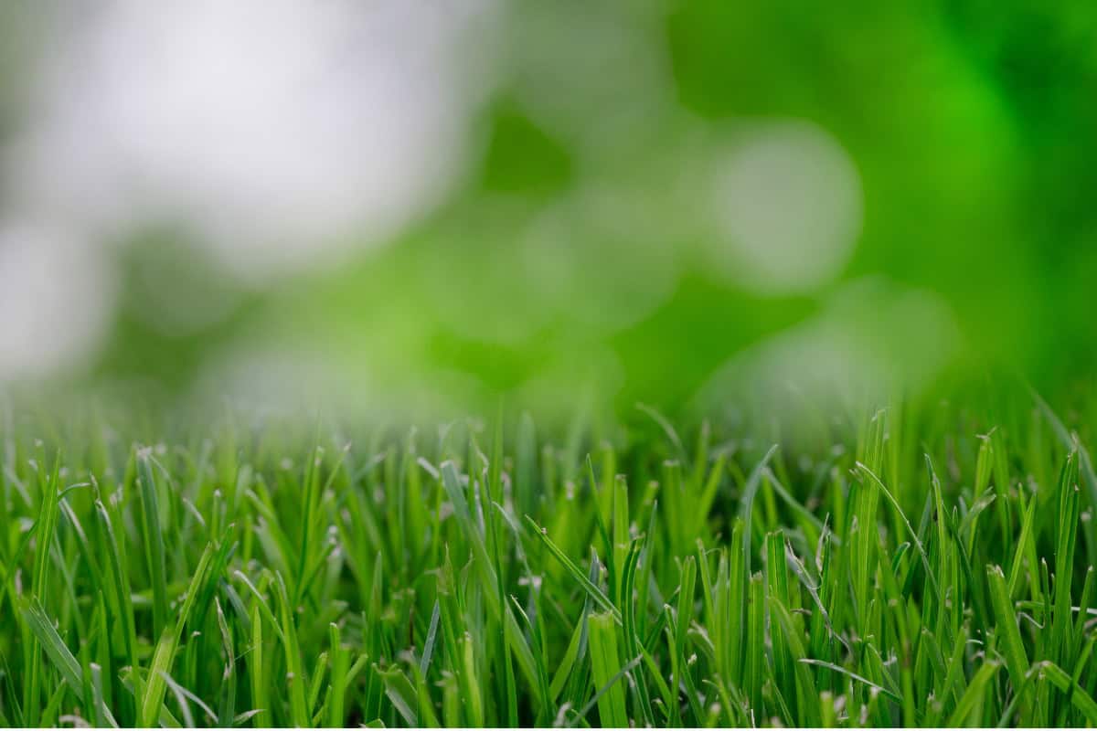 fire-pits-on-grass-heat-stress Image of a close up of a lawn at ground level.