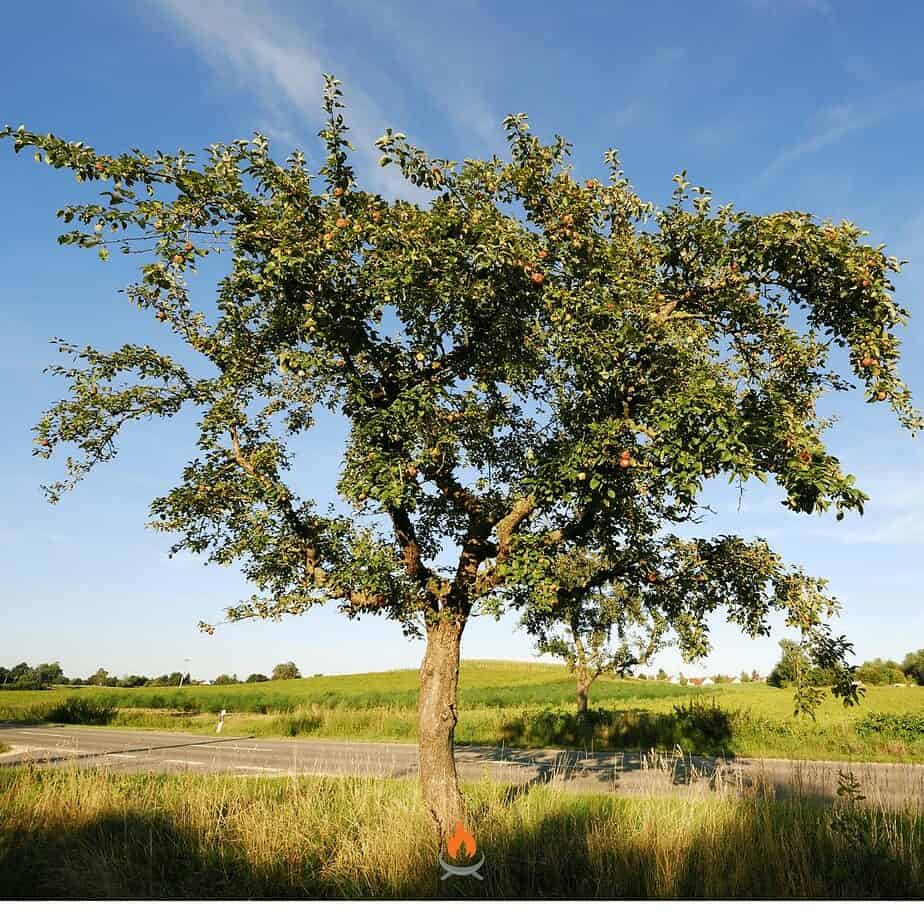 Image of an large apple tree by a road