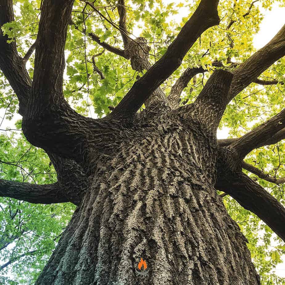 Image of a large tree looking up