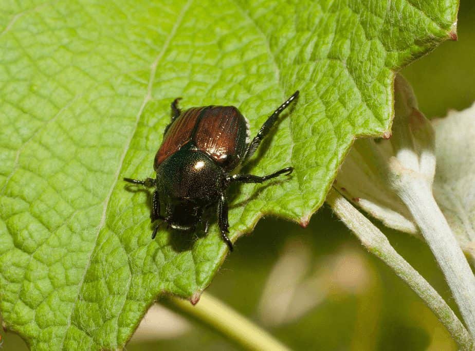 Image of a japanese beetle in a garden