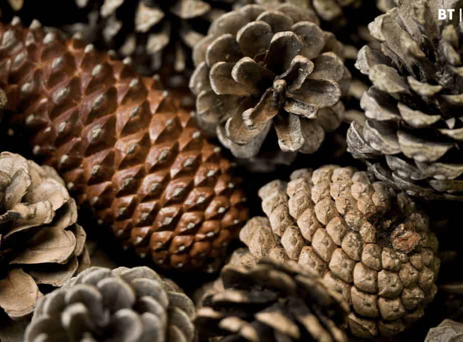 Image of a bundle of pinecones