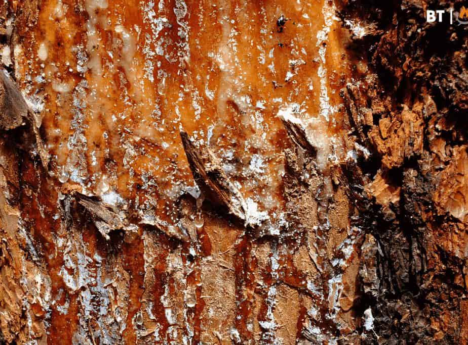 Image of sap coming from a pine tree