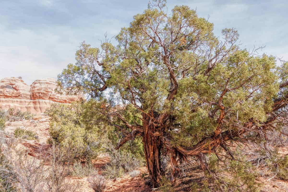solo-stove-smoking-juniper Image of a Juniper tree in a desert.