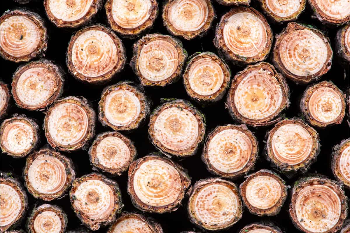 solo-stove-smoking-softwood-firewood Image of recently cut pine, a softwood.