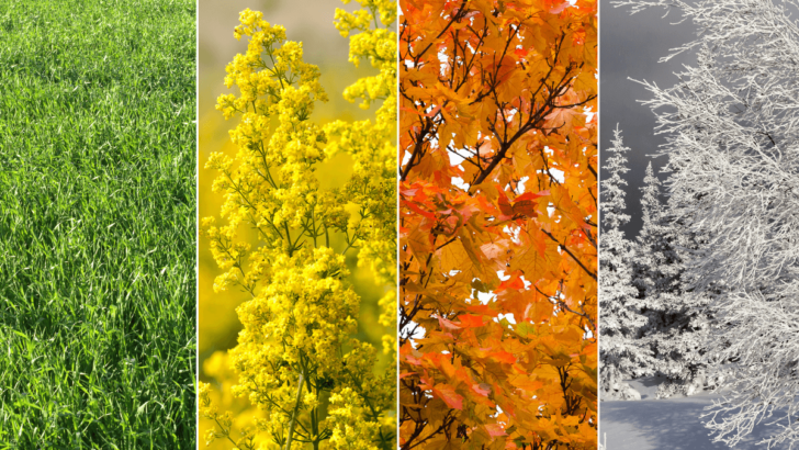 Image of the seasons in nature
