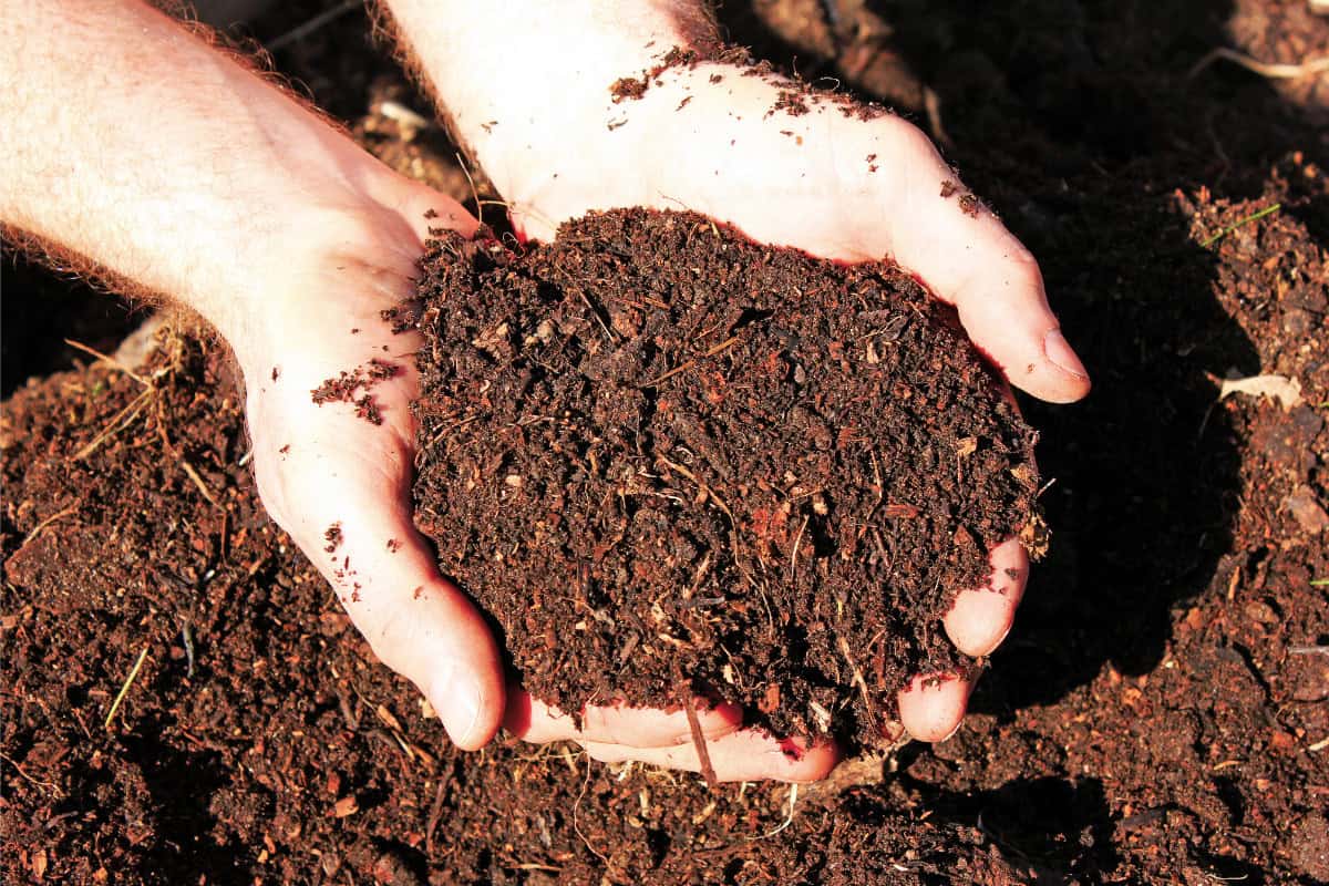 Image of soil from a compost heap for a blog post covering how to dispose of fire pit ash.