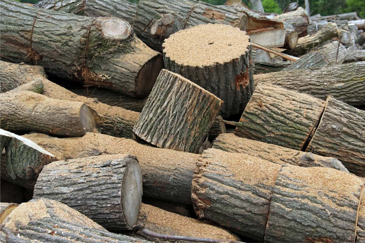 what-is-green-firewood-identify Image of a pile of freshly cut maple firewood covered in sawdust.