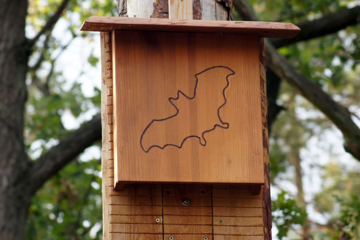 bat-house-to-keep-mosquitoes-away-how Wooden birdhouse with carved map of Vermont, mounted on a tree in a lush outdoor setting.