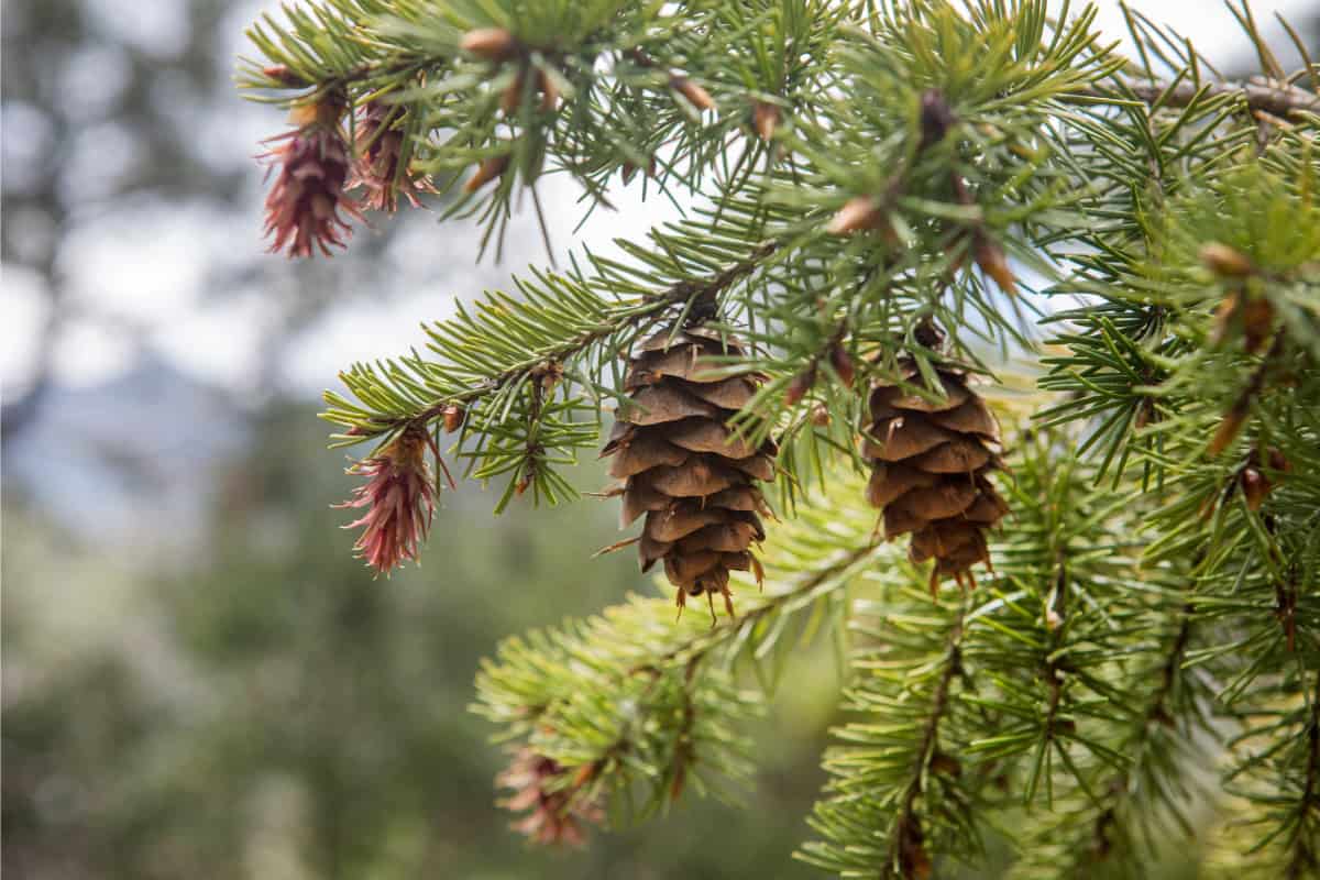 best-smelling-firewood-for-fire-pits-regional Image of a pine branch with pinecones in a forest setting.