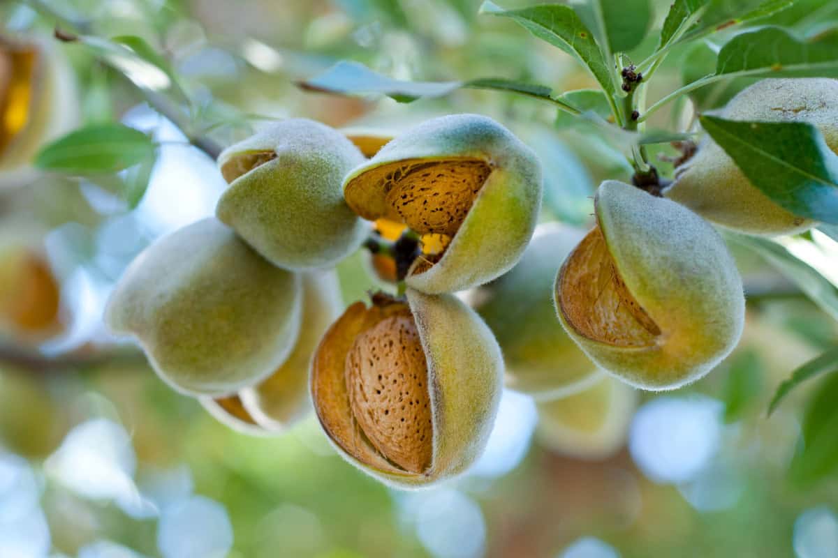 almond-firewood-profile-main Fresh almond tree with partly opened almonds, green leaves, and sunlight in the background, ideal for backyard growers and nut lovers.