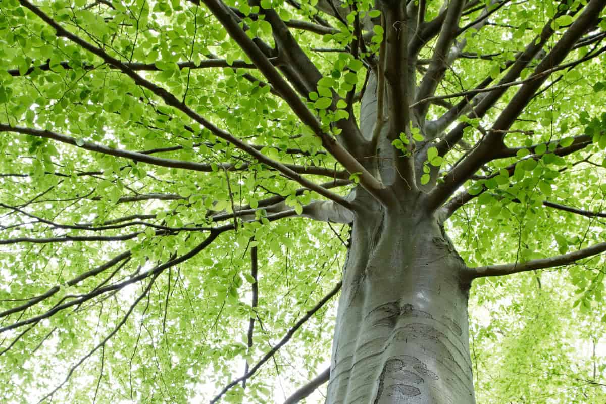 american-beech-firewood-profile-main Image of a tree from the ground looking up for an American Beech firewood profile.