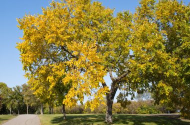 Image of a fully grown American elm next to a park path on a sunny day for an American Elm firewood profile.