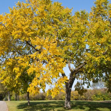 Image of a fully grown American elm next to a park path on a sunny day for an American Elm firewood profile.