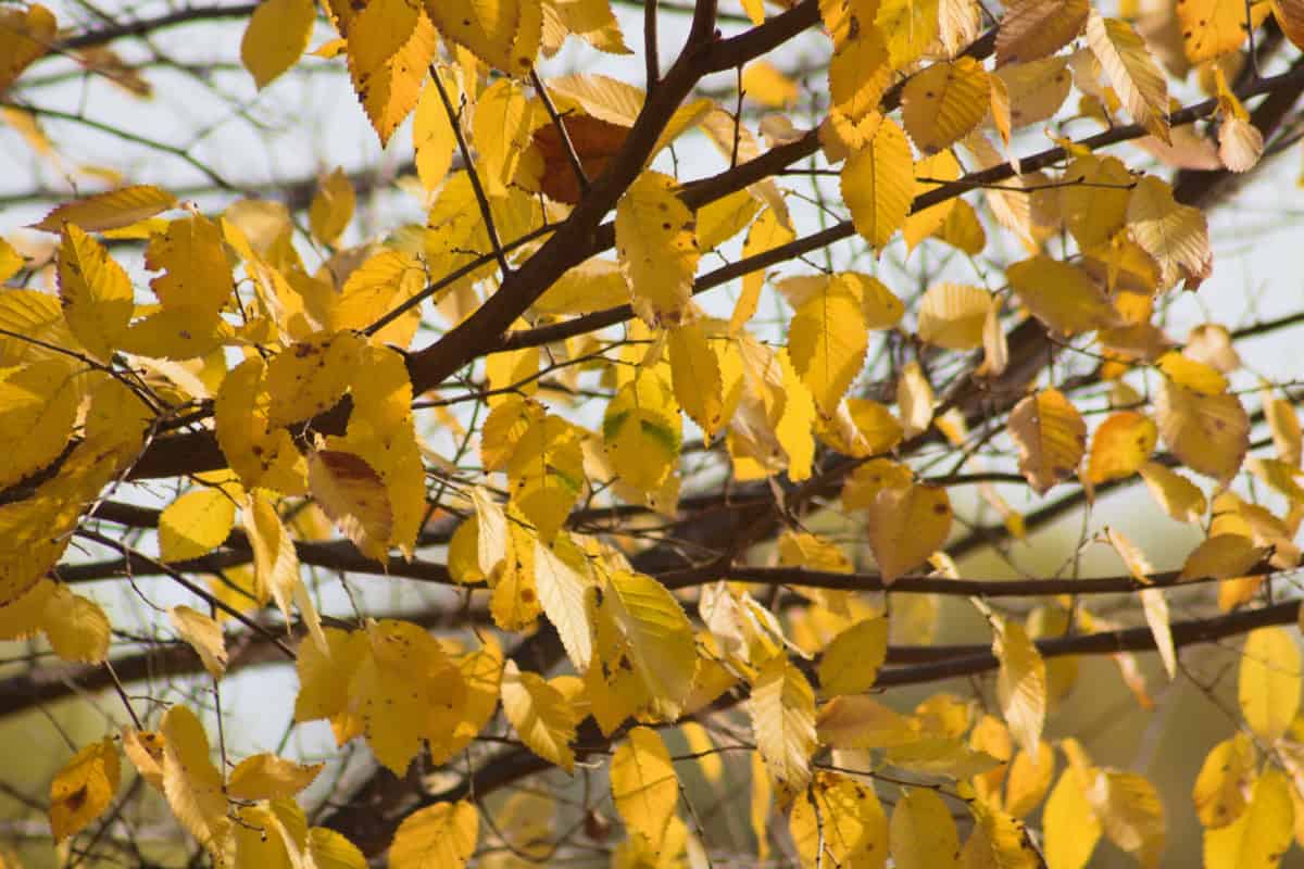 american-elm-firewood-profile-main Image of the branches and leaves of an American elm in the fall for an American Elm firewood profile.