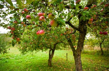 Image of apple trees in a orchard for an apple firewood profile.