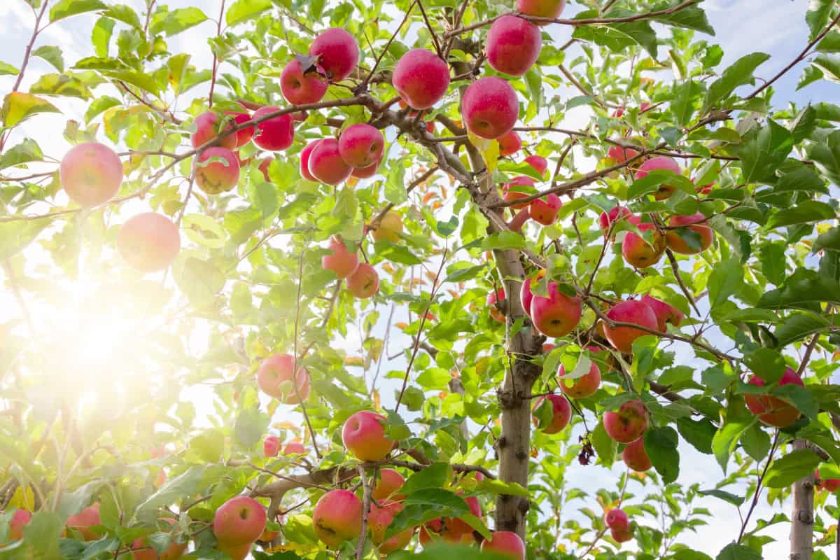 Apple Fire Pit Firewood Profile Image of the branches of an apple tree with the sun in the background for an apple firewood profile.
