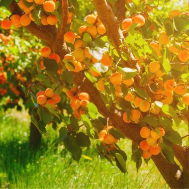 Image of an apricot tree on a sunny day for a Apricot firewood profile.