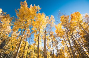 Image of several Aspen tree from the ground, in fall, for a Aspen firewood profile.