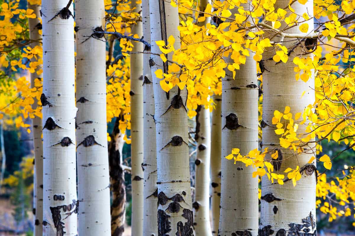 Aspen Firewood Profile Image of a cluster of Aspen trees with their distinct white bark for a Aspen firewood profile.