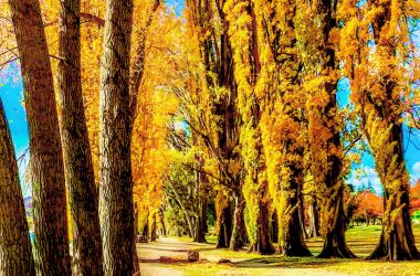 Image of a cluster of balsam poplar trees in fall for a Balsam Poplar firewood profile.
