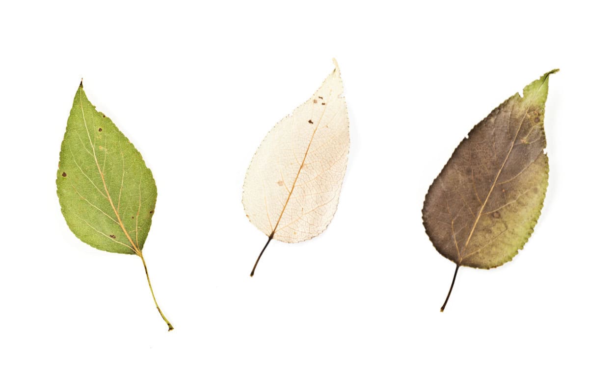 balsam-poplar-firewood-profile-main Image of the leaves of a balsam poplar for a Balsam Poplar firewood profile.