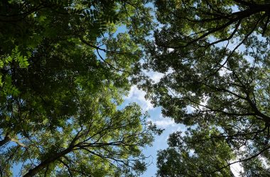 Image of a cluster of black ash trees for a Black Ash firewood profile.