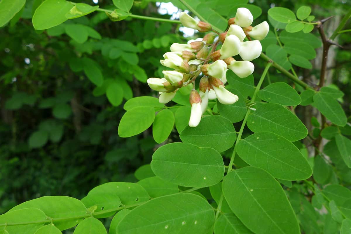 Black Locust Fire Pit Firewood Profile Image of the leaves and flowers of a black locust tree for a black locust firewood profile.
