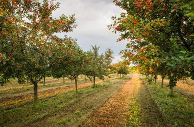 Image of a grove of cherry trees for a Cherry firewood profile.