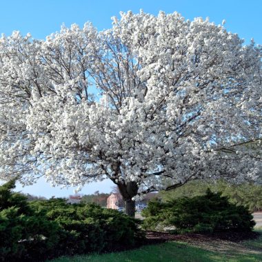 Image of a dogwood tree in full bloom for a Dogwood firewood profile.