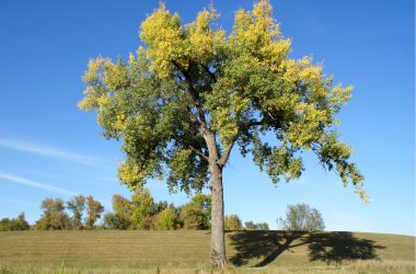 Image of a cottonwood tree in a field on a sunny day for an Eastern Cottonwood firewood profile.