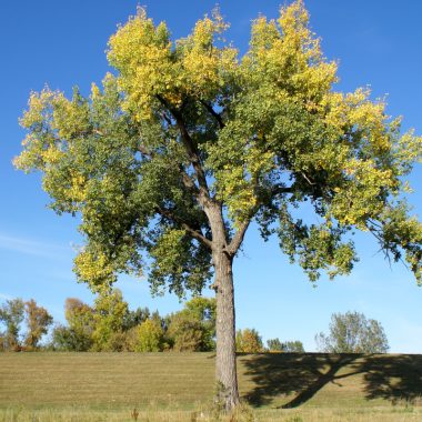 Image of a cottonwood tree in a field on a sunny day for an Eastern Cottonwood firewood profile.