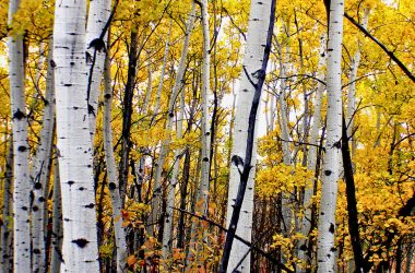 Image of a cluster of poplar trees in fall for a Eastern Poplar firewood profile.
