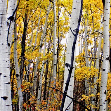 Image of a cluster of poplar trees in fall for a Eastern Poplar firewood profile.