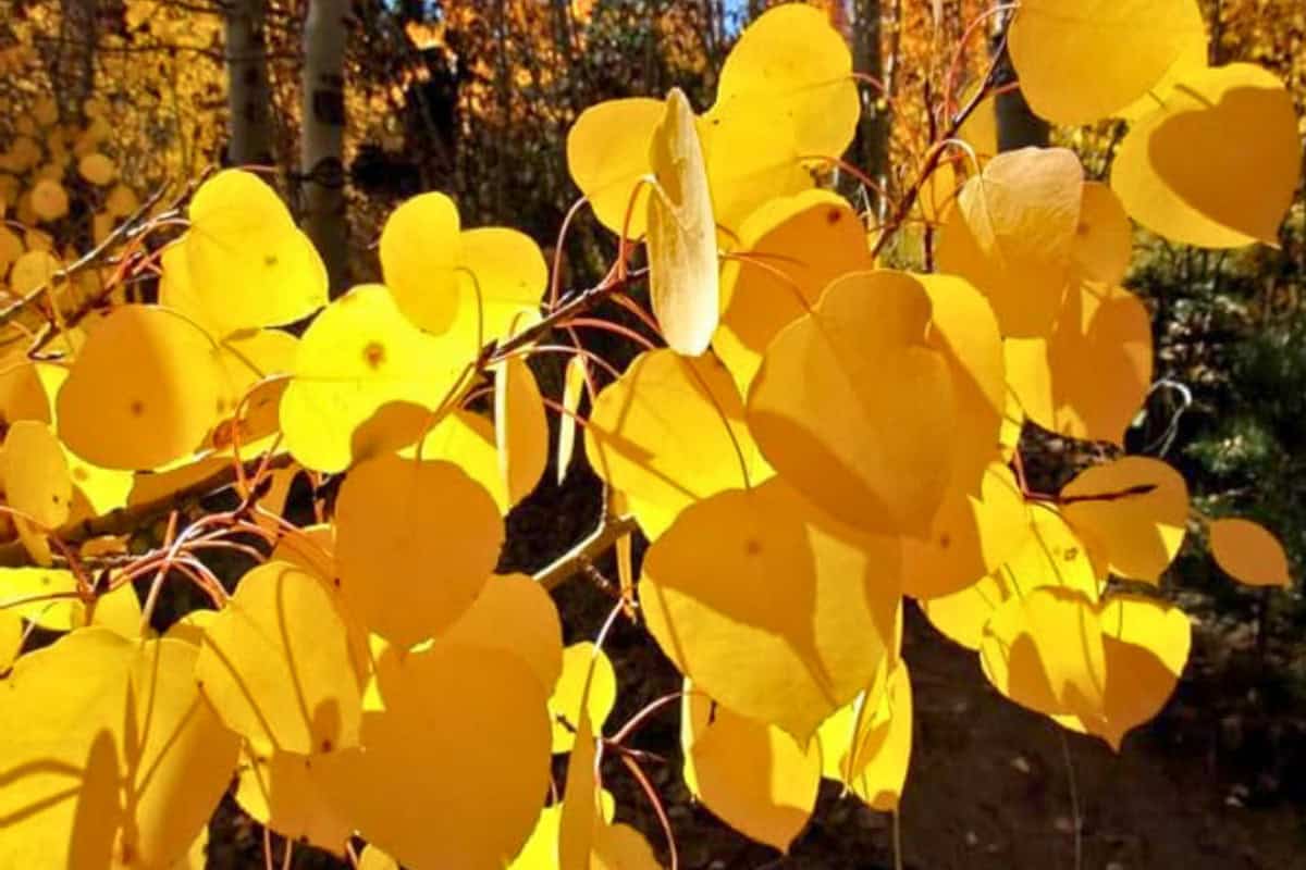 eastern-poplar-firewood-profile-main Image of the leaves of a poplar tree for an Eastern Poplar firewood profile.
