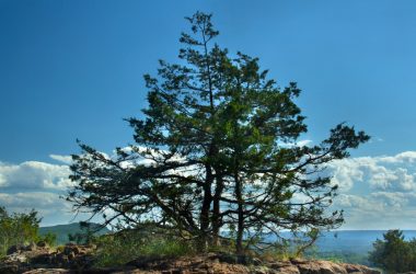Vibrant green pine tree on rocky hilltop under blue sky with scattered clouds, scenic outdoor landscape.