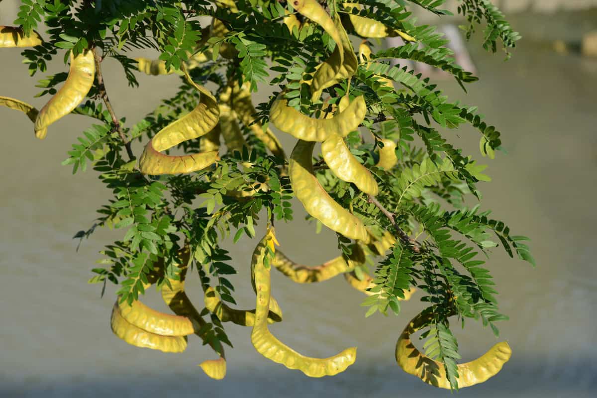 Bright yellow caterpillars on green leafy branches, natural outdoor scene, backyard wildlife attraction, eco-friendly garden pest control, Backyard Toasty.