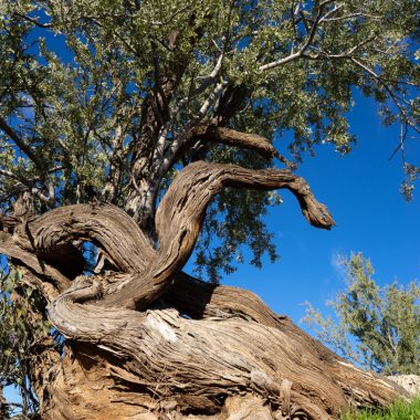 Image of an Ironwood tree in Arizona's Sonoran Desert for a Ironwood firewood profile.