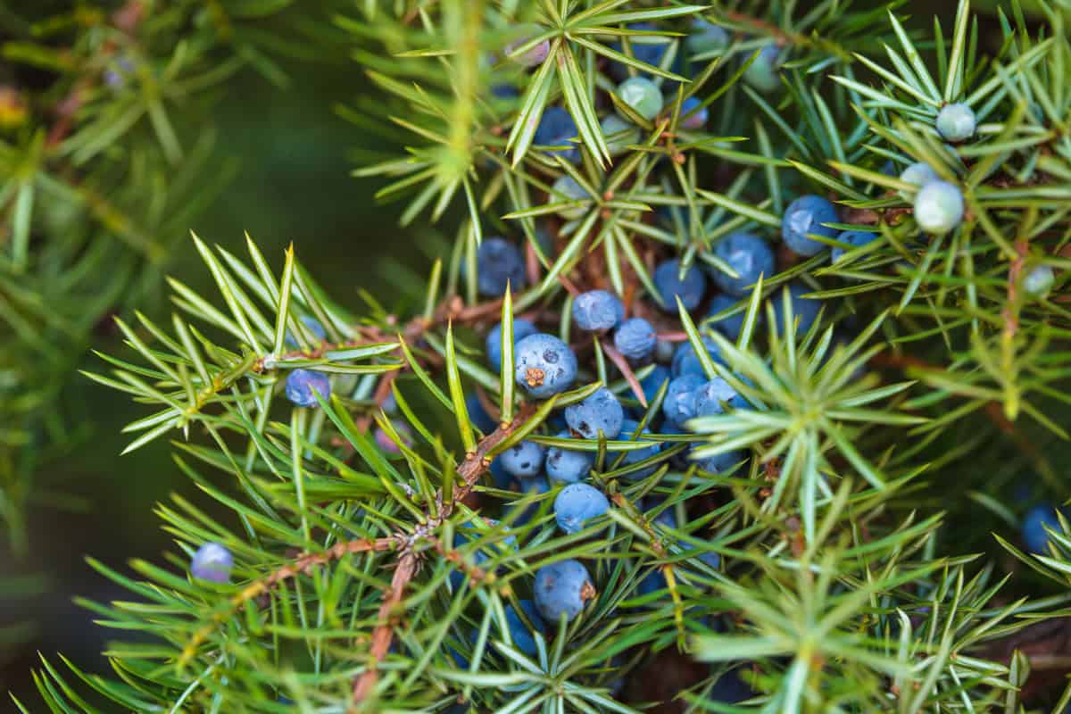 juniper-firewood-profile-main Image of juniper branches and needles for a Juniper firewood profile. of a ju