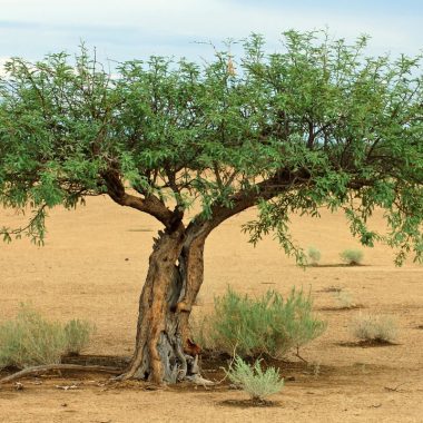 Image of a mesquite tree in the Southwestern United States for a Mesquite firewood profile.