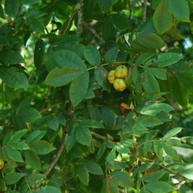 Image of the branches and fruit of a hickory tree for a mockernut hickory firewood profile.