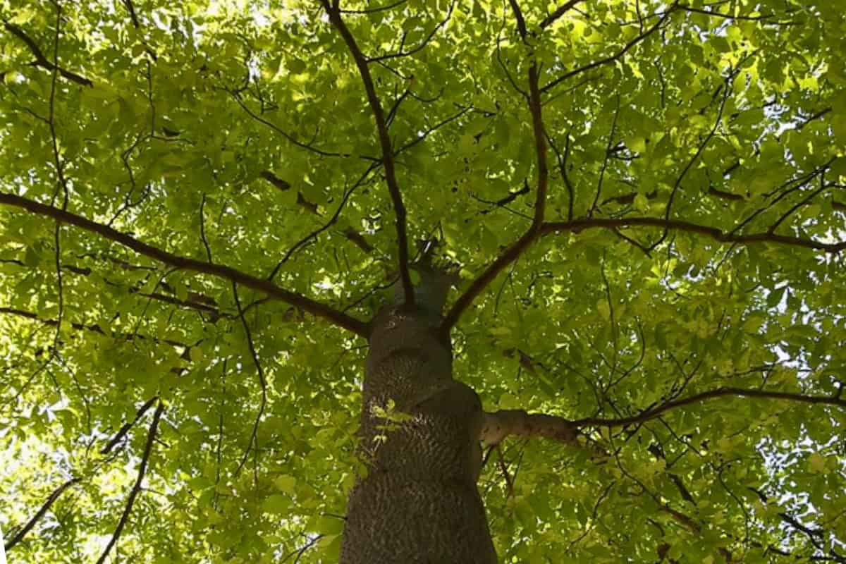 Image of the canopy of a hickory tree from the ground for a Mockernut Hickory Firewood Profile.