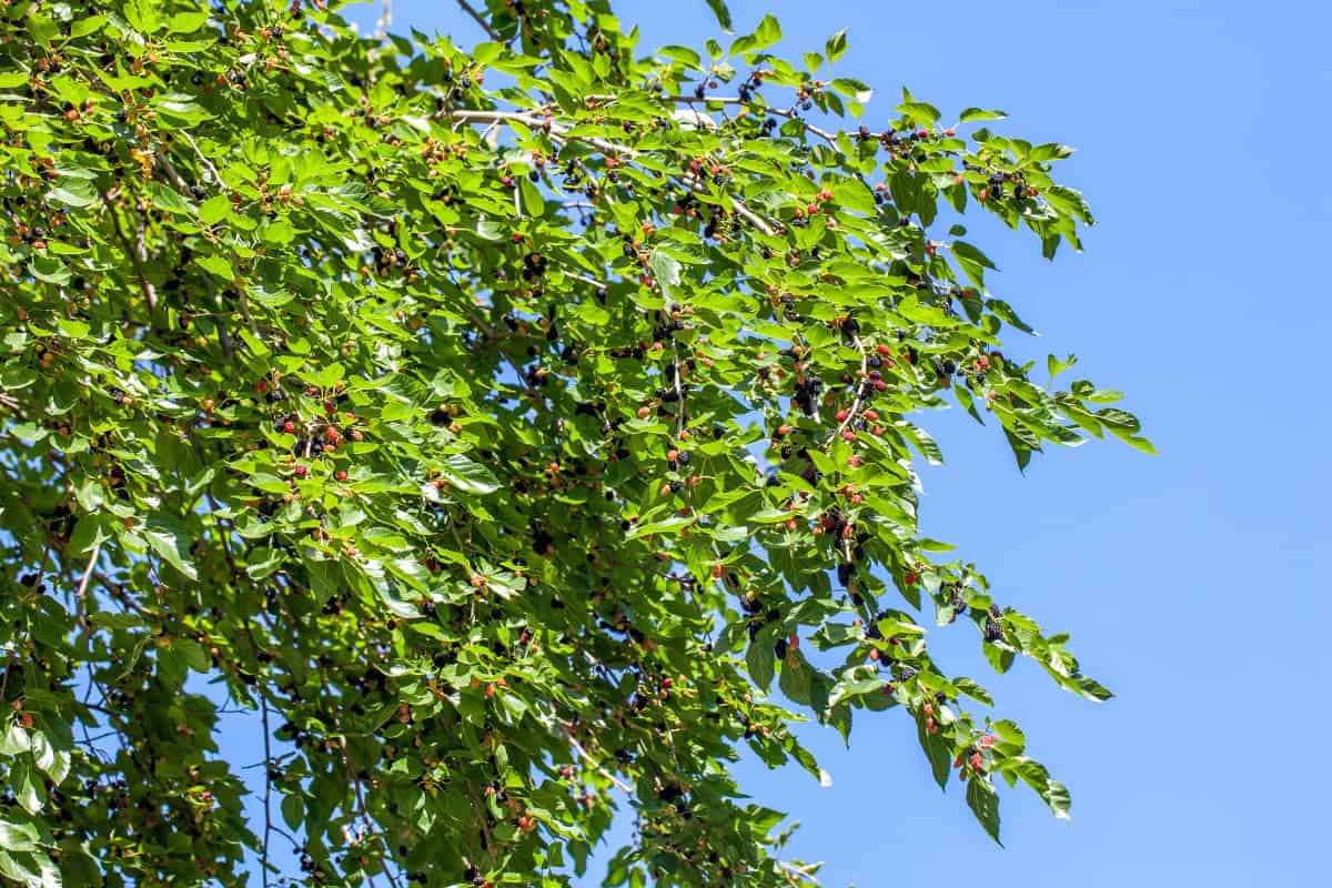 mulberry-firewood-profile-main Image of the branches and fruit of a mulberry tree for a Mulberry firewood profile post.