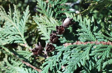 Image of a branch of a cedar tree for a northern white cedar firewood profile.